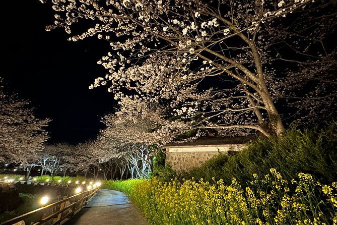 Jeju King Cherry Blossom Natural Habitat Small Group Tour - Tour Overview