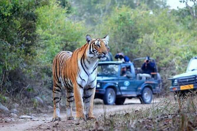 Jim Corbett Jeep Safari – Wildlife Adventure in National Park