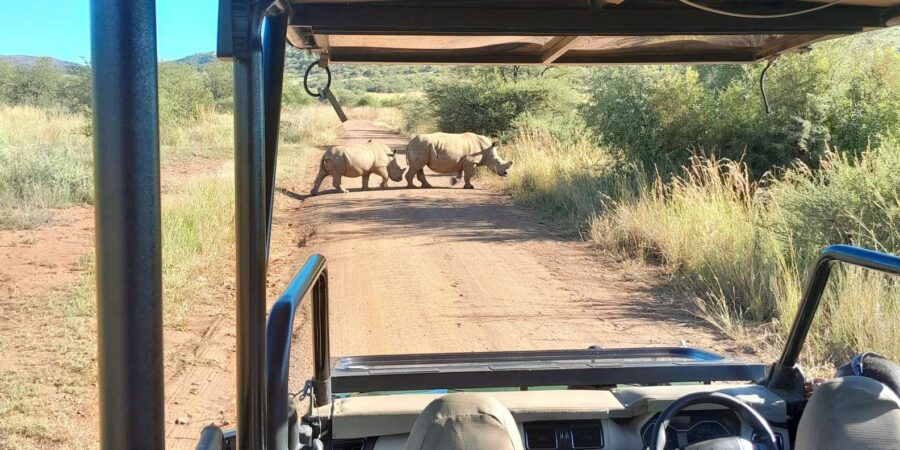Johannesburg: 3 Hour Pilanesberg National Park Game Drive