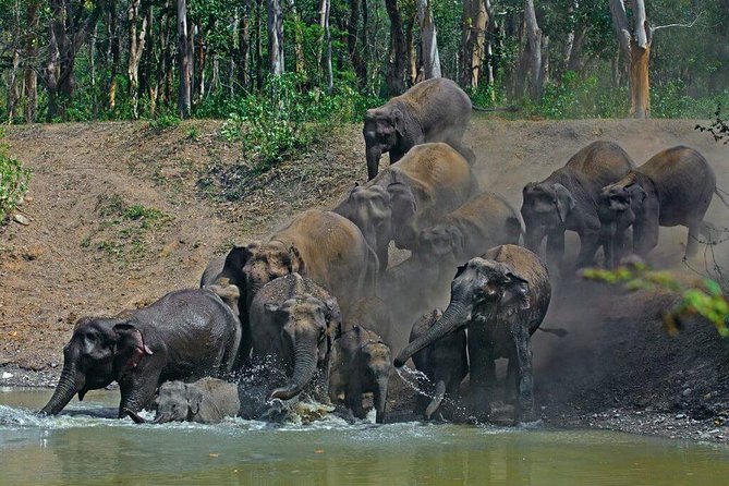 Jungle Safari – Rajaji National Park Half Day Tour