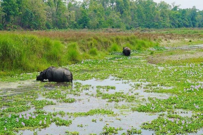 Jungle Safari Tour in Chitwan National Park