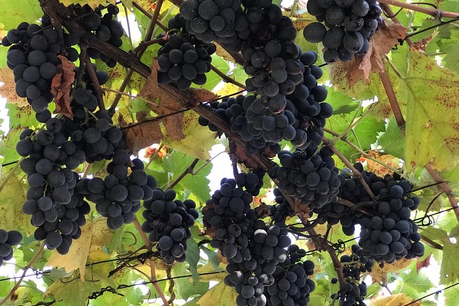 Kaheti One Day Wine Tasting and Sightseeing Tour 2022 - Overview of the Tour