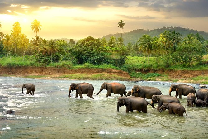 Kandy Day Tour From Colombo With Pinnawala