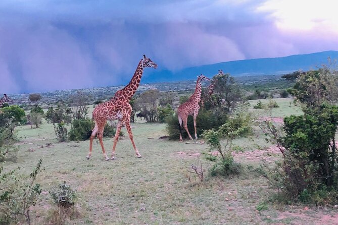 Kenyan Safaris