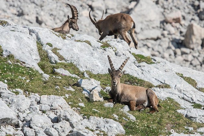 Khor Virap, Areni Winery, Noravank + Wild Goat Watching – Private Tour