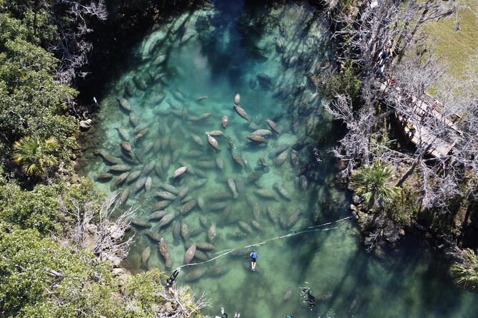 Kings Bay Manatee Watching Cruise - Pricing and Cancellation Policy