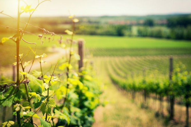 Knossos Wine & More - Savoring Cretan Flavors at the Winery