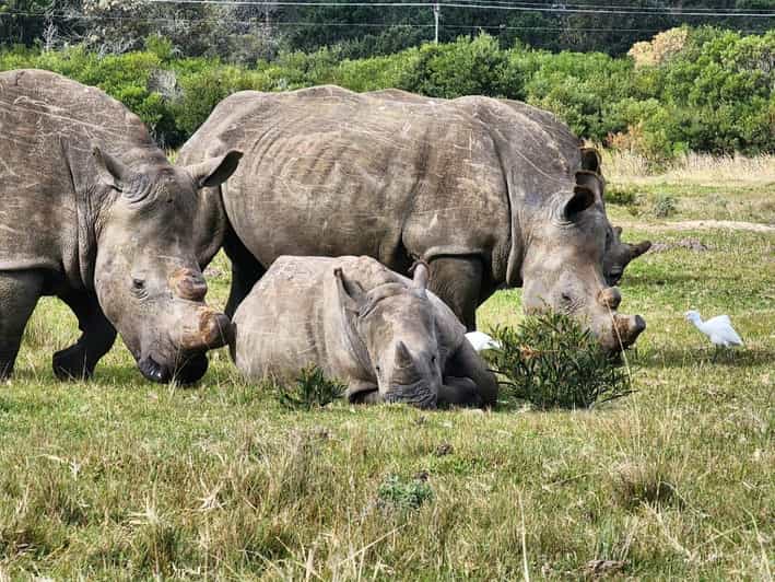 Kragga Kamma Game Park Full Day Safari