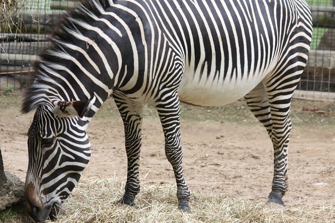 Krakow: Zoo Tour