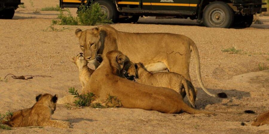 3 Best 4 Day Tours In Pretoria
