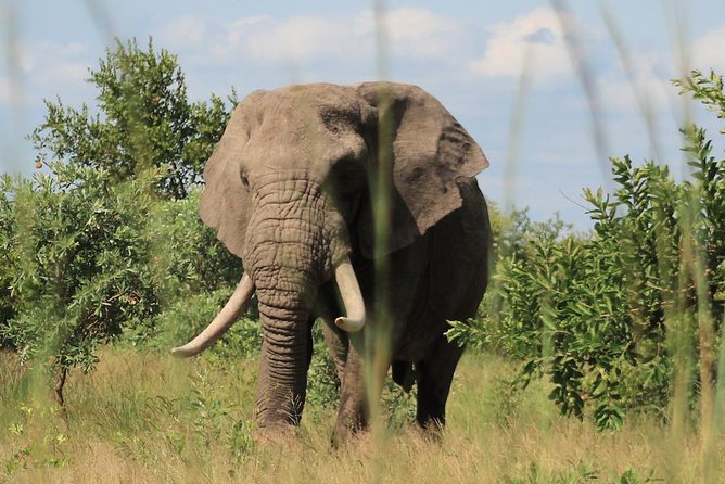 Kruger National Park Afternoon Sunset Safari Tour