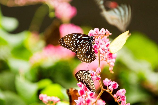 Kuala Lumpur Bird Park & Butterfly Farm Include Entrance - Inclusions