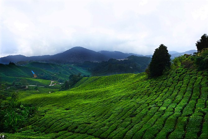 Kuala Lumpur to Cameron Highlands