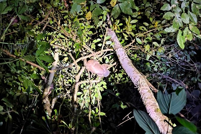 La Fortuna Night Walk in High Biodiversity Rainforest - Tour Overview