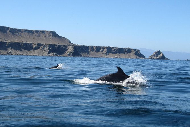 La Serena: Full Day to Damas Island & Humboldt Penguin National Reserve