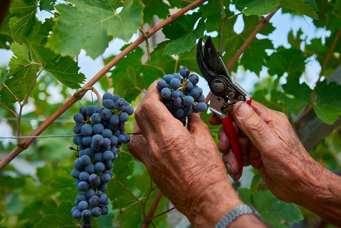 Lake Garda Wine Tasting: Pinot Noir & Tortellini in a Medieval Village