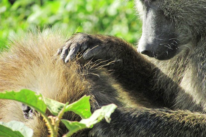 Lake Nakuru Day Trip Safari – & Optional Lake Naivasha Boat
