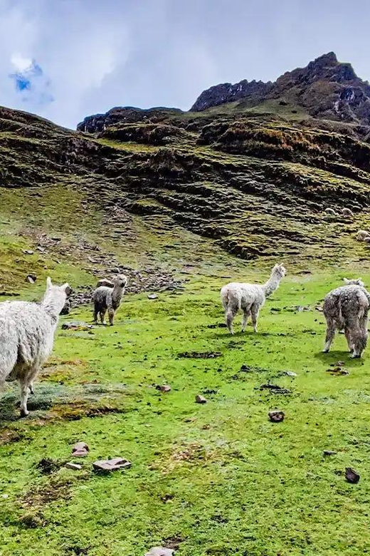Lares Trek to Machu Picchu 4 DAYS