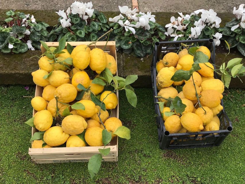 Lemon Tour With Lunch/Dinner