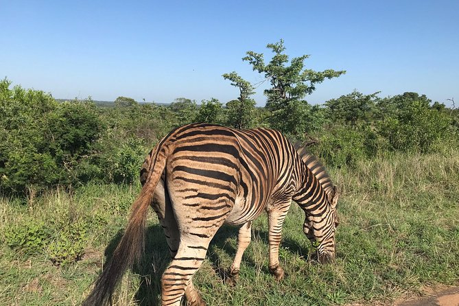 Lesedi Cultural Village and Lion Mini Safari