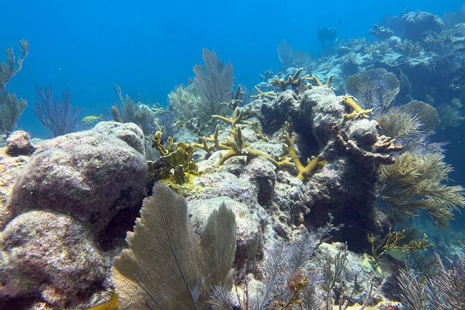 Let It Ride Charters-Private Fishing / Snorkel Combo Key Largo FL