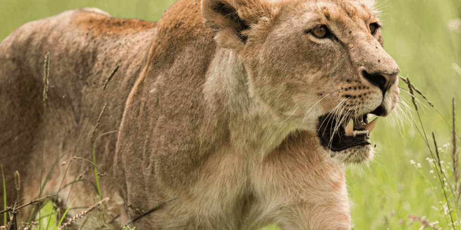 Lion & Safari Park: An Adventure in the Heart of Nature