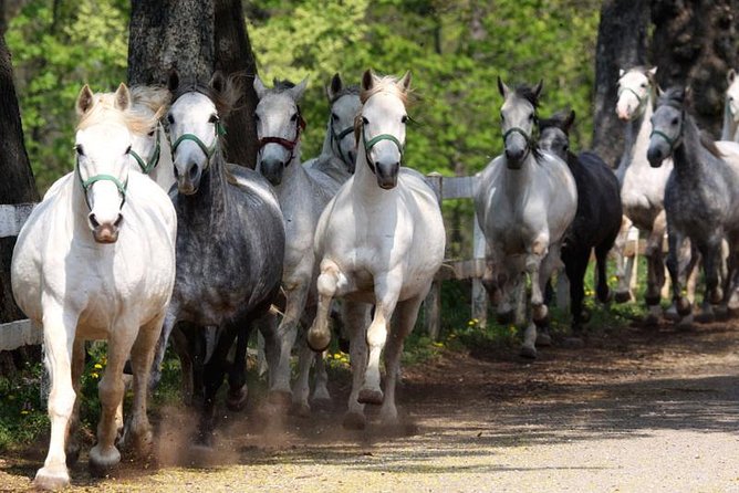 Lipica Stud Farm and Skocjan Caves From Koper