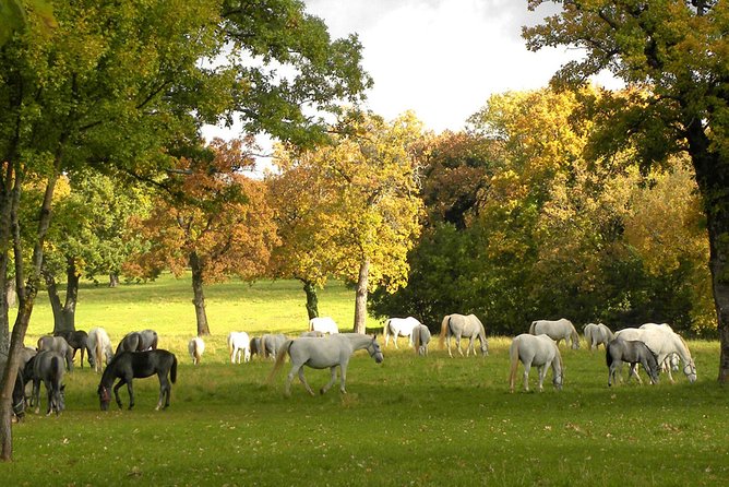 Lipica Stud Farm- Private Experience From Koper