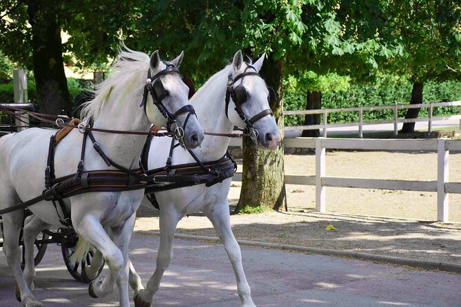 Lipica Stud Farm & Skocjan Caves – Small Group Tour From Koper