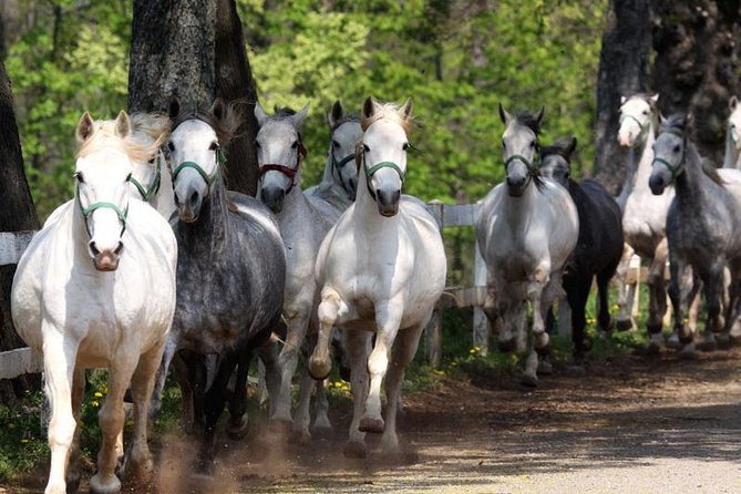 Lipica Stud Farm & Skocjan Caves - Small Group Tour From Trieste