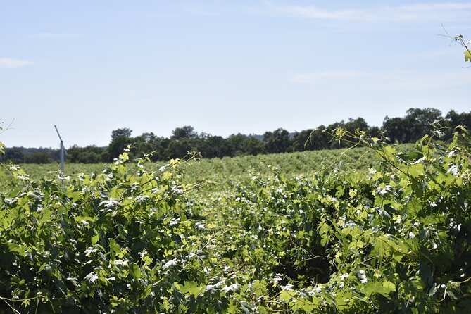 Lodi Wine Tasting Tours Customized Private 1 to 14 Passenger