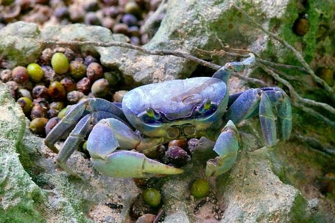 Los Haitises National Park – Hiking in Rain Forest + Private Boat to Caves