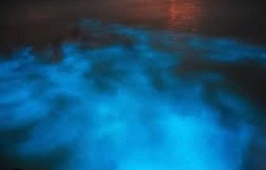 Luminous Lagoon : Night Tour From Ocho Rios and Runaway Bay - Tour Overview
