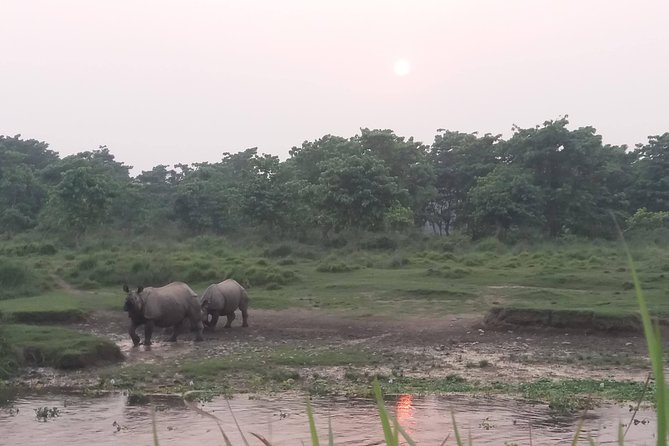 Luxury Chitwan Jungle Safari - 3 Days - Overview and Experience