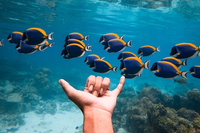 Maafushi: Snorkeling in Maldives Half Day Trip - Overview of the Snorkeling Trip