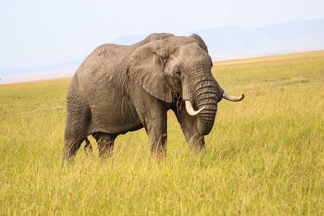 Maasai Mara National Reserve 3-Day Safari