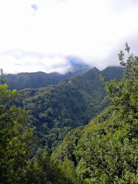 Madeira Laurissilva Rainforest Walk