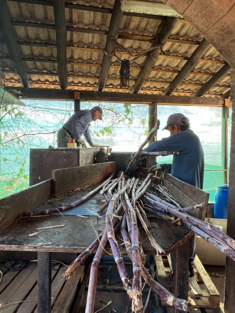 Madeira Sugar Cane Rum Tasting Experience - Experience Overview