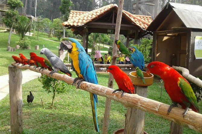 Malacca Zoo, Malaysia Heritage Studio & Crocodile Farm With Lunch - Butterfly & Reptile Sanctuary