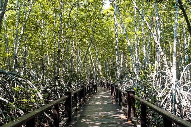 Mangrove Forest Hike and River Boat Ride With Private Guide From Hua Hin - Pranburi Forest Park Highlights
