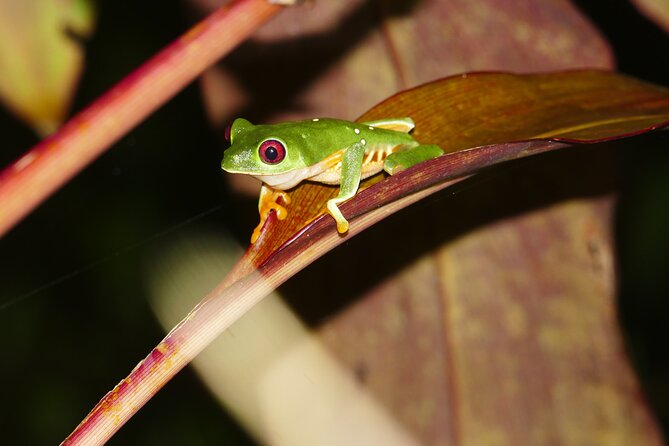 Mangrove Night Tour - Tour Overview