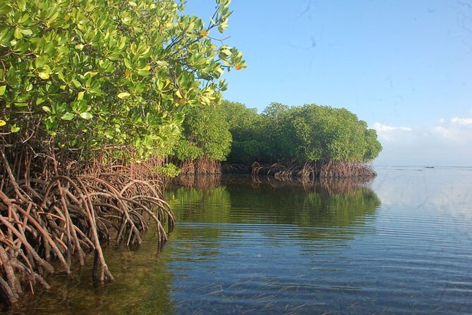 Mangrove Tour at Lembongan Island – Without Hotel Transfer