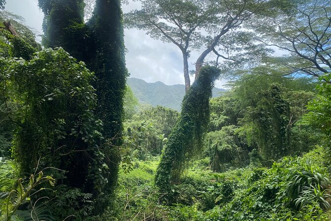 Mānoa Falls Trail Hiking Shuttle