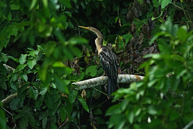 Manu National Park Tour 4 Days
