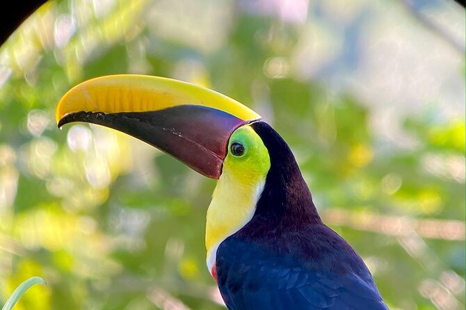 Manuel Antonio Esquipulas Birdwatching Tour - Tour Overview