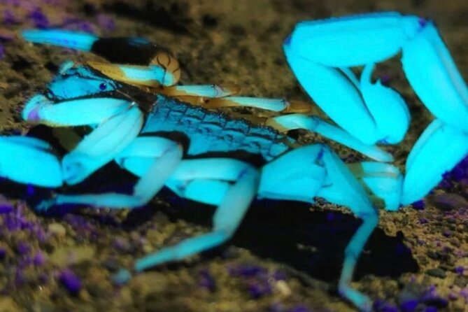 Manuel Antonio Jungle Night Tour - Tour Overview