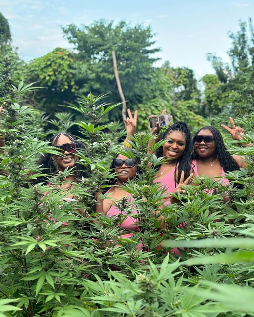 Marijuana Farm Tour