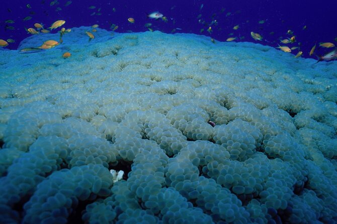 Marsa Alam: Snorkel With Sea Cows and Turtles at Marsa Mubarak