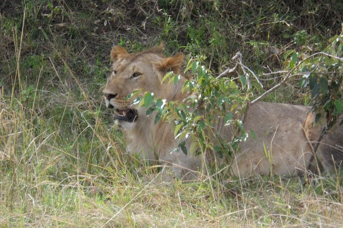 Masai Mara Full Day Tour From Nairobi, Naivasha or Nakuru