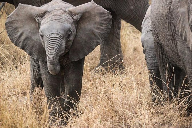Masai Mara Game Reserve Safari Tour, 4 Days 3 Nights